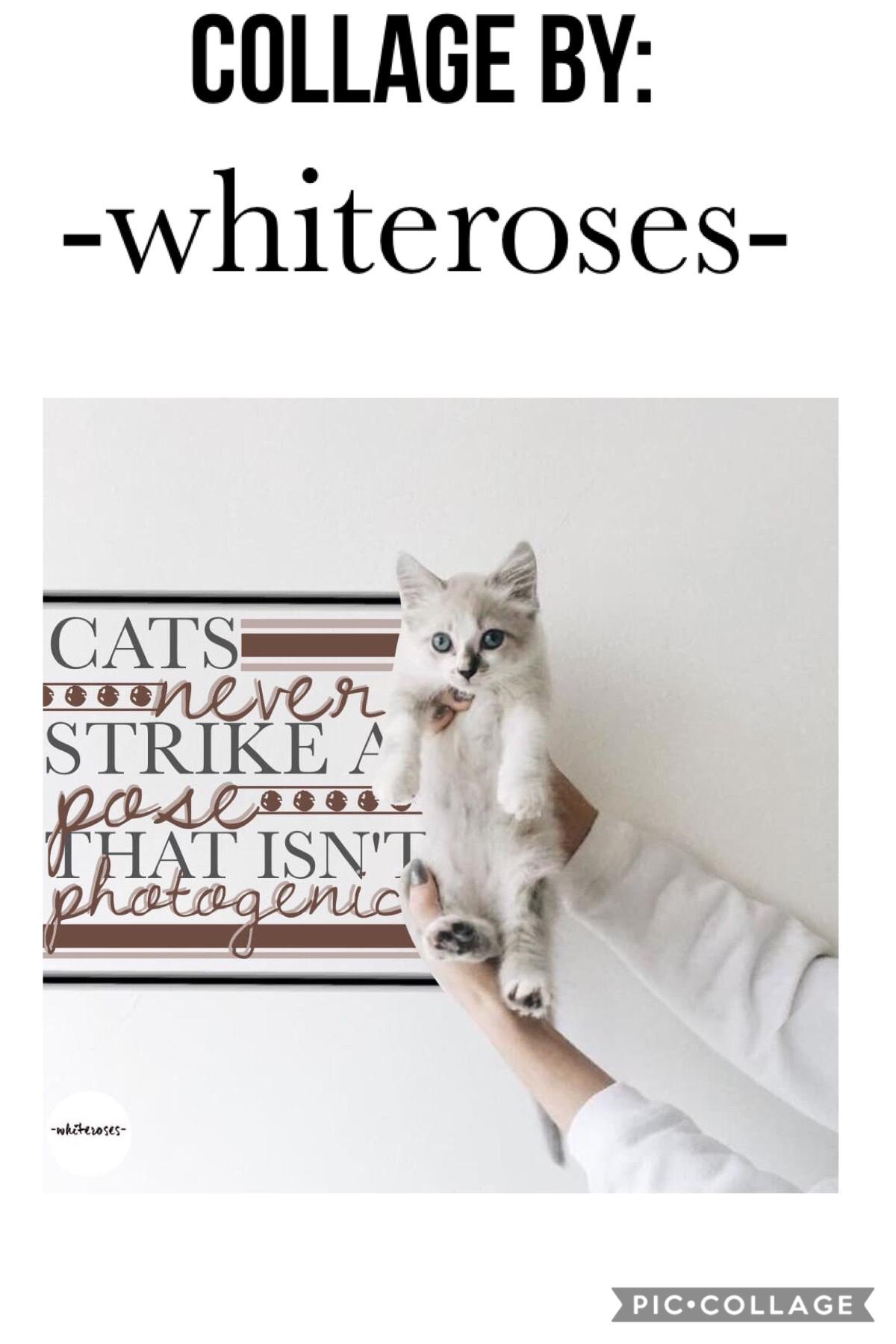 Mini Feature#9: -whiteroses-