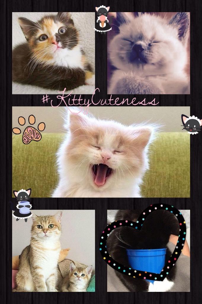 #KittyCuteness #LotsOfSickers