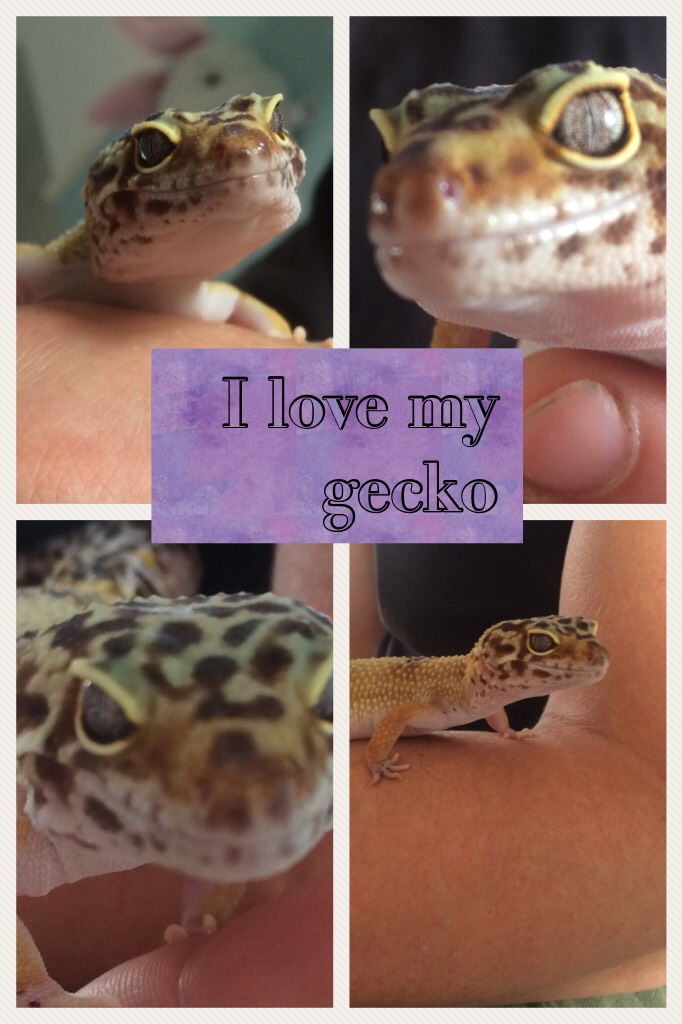 I love my gecko she is so cute and sweet 