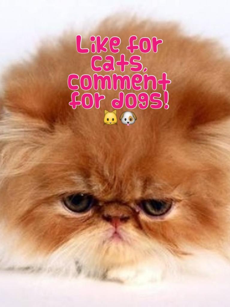 Like for cats, comment for dogs!
🐱🐶