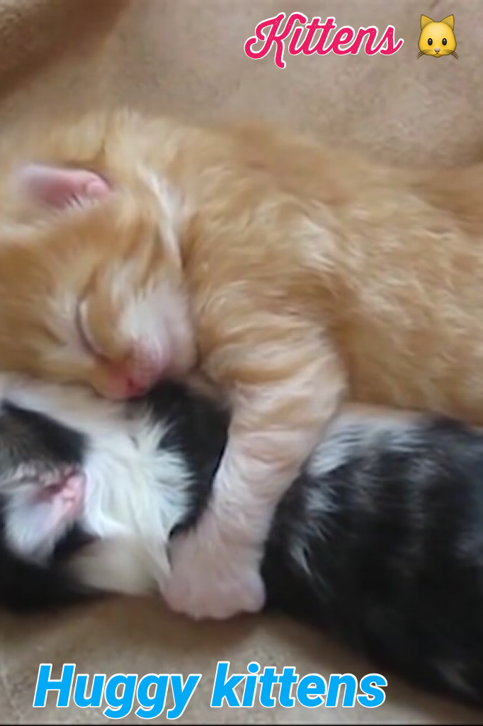 These cute kittens like to hug;3