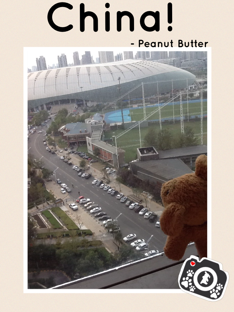 This week, Peanut Butter moved to China! It was a big change for such a tiny pup, so Peanut Butter couldn't help but see the beautiful view from his new room! Peanut Butter will move back to China when he turns 2, and will start his new life in his birtht