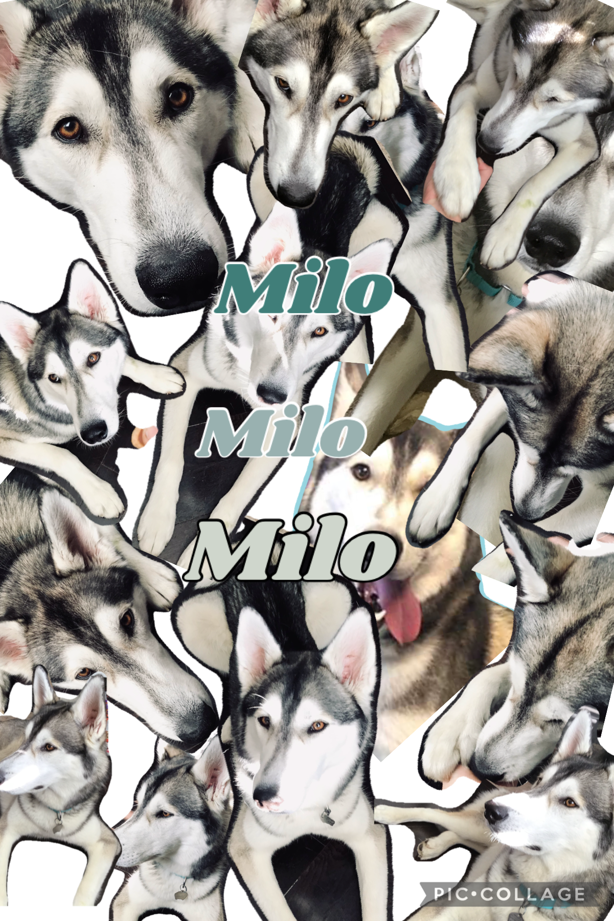          ✨tap✨
This is my dog milo I got home like last month he is a big trouble maker but so cute he is 16 month so one year and 7 years in dog years they say huskies are not food lovers milo is all about food