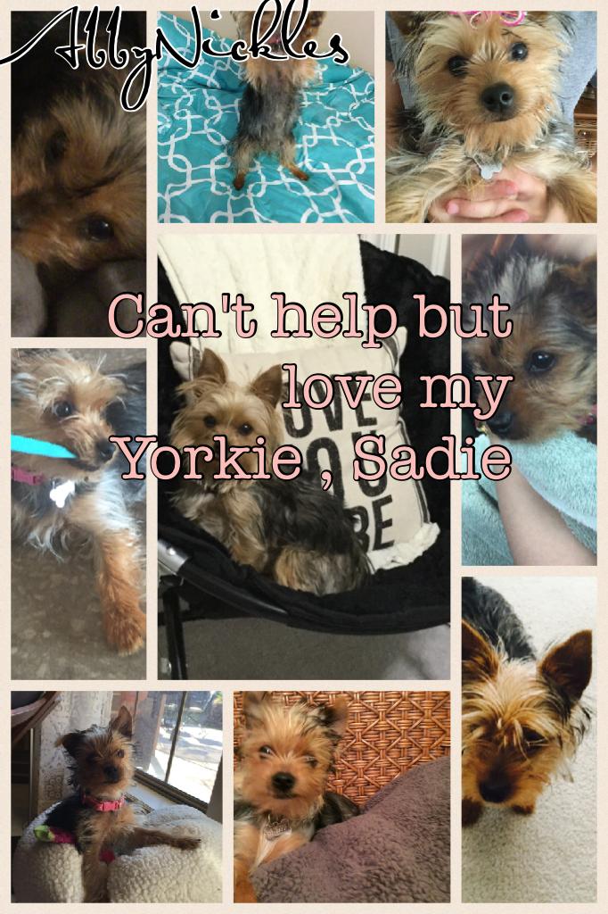 Can't help but love my Yorkie , Sadie 