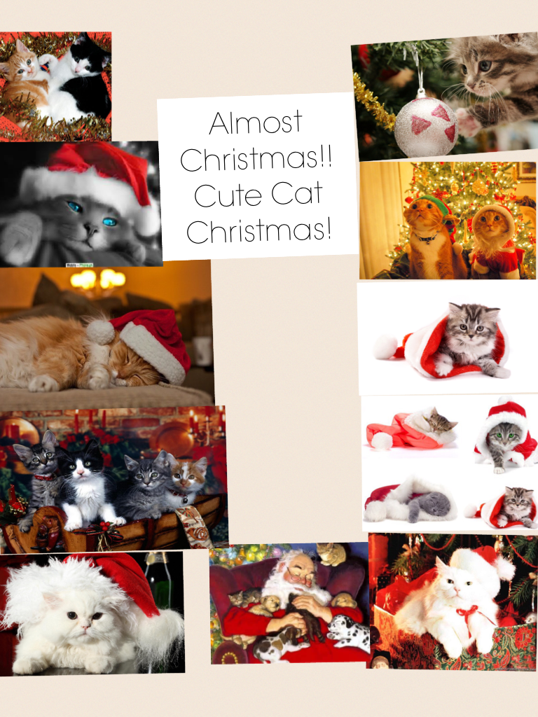 Cute Kitty Christmas!!! #LoveCatz&Christmas!