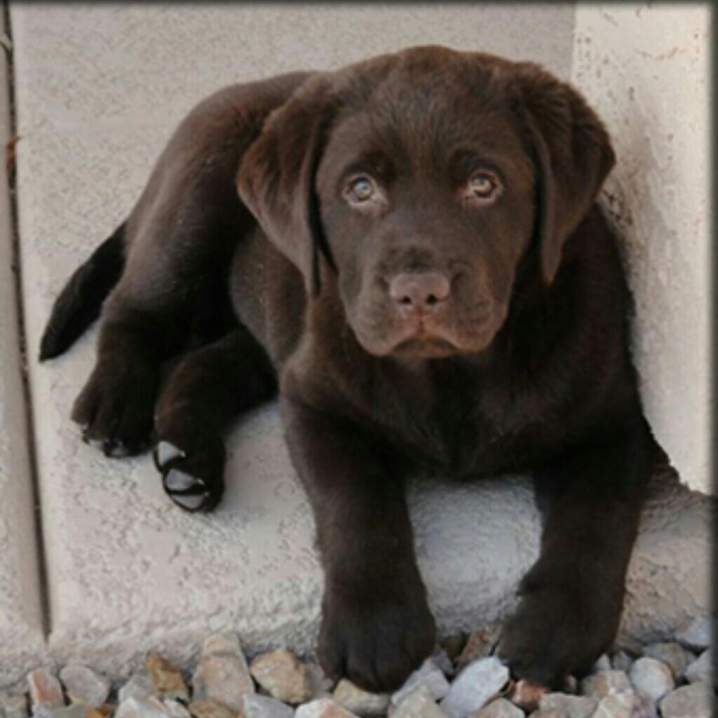 my neighbors sister has a chocolate lab and its so cute