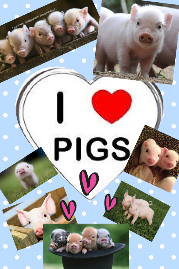 I love piglets🐷🐷🐷. I have always wanted one as a pet and then when the get pig I give them to a farm xxxx