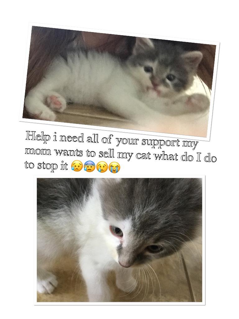 Help i need all of your support my mom wants to sell my cat what do I do to stop it 😥😰😢😭