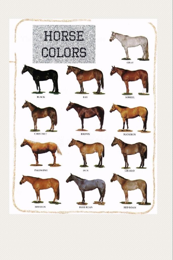 THE DIFFERENT HORSE COLORS
