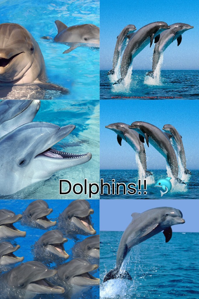 Dolphins!! 🐬