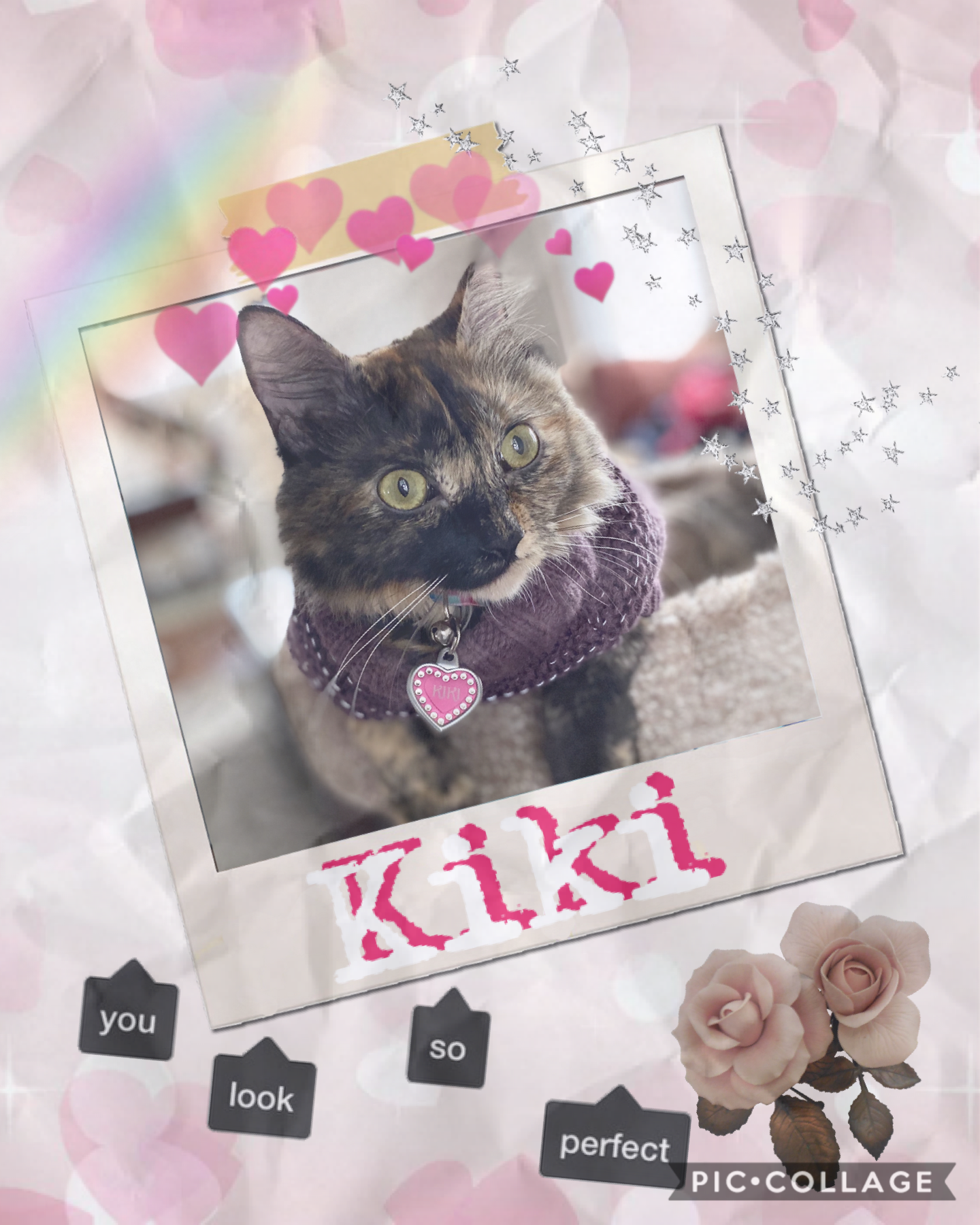 HI GUYS MEET MY CAT KIKI J AM SOOOOOO HAPPY YOU FINALLY GET TO SEE HER!!!!! Sorry in haven’t posted in a LOOOOONG time I am trying my best to do school work and PicCollage so I came up with a solution during the week I focus on school work but on the week