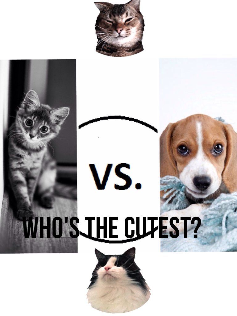 Tell me in the comments if you like cats or dogs better