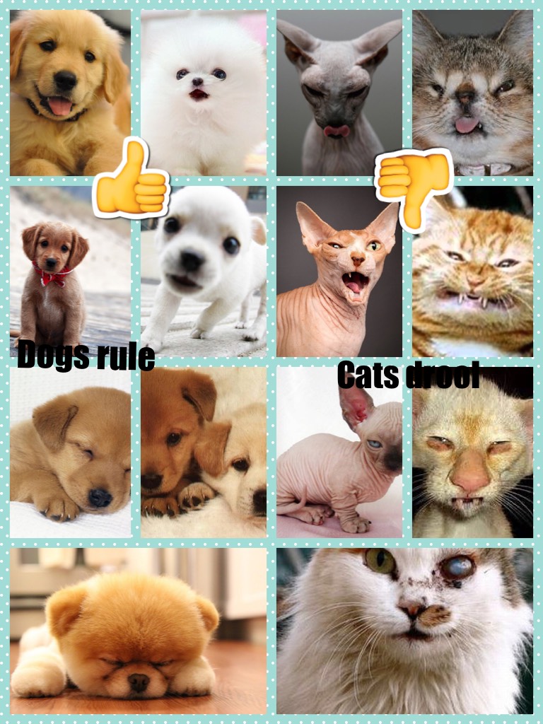 Dogs rule!😍