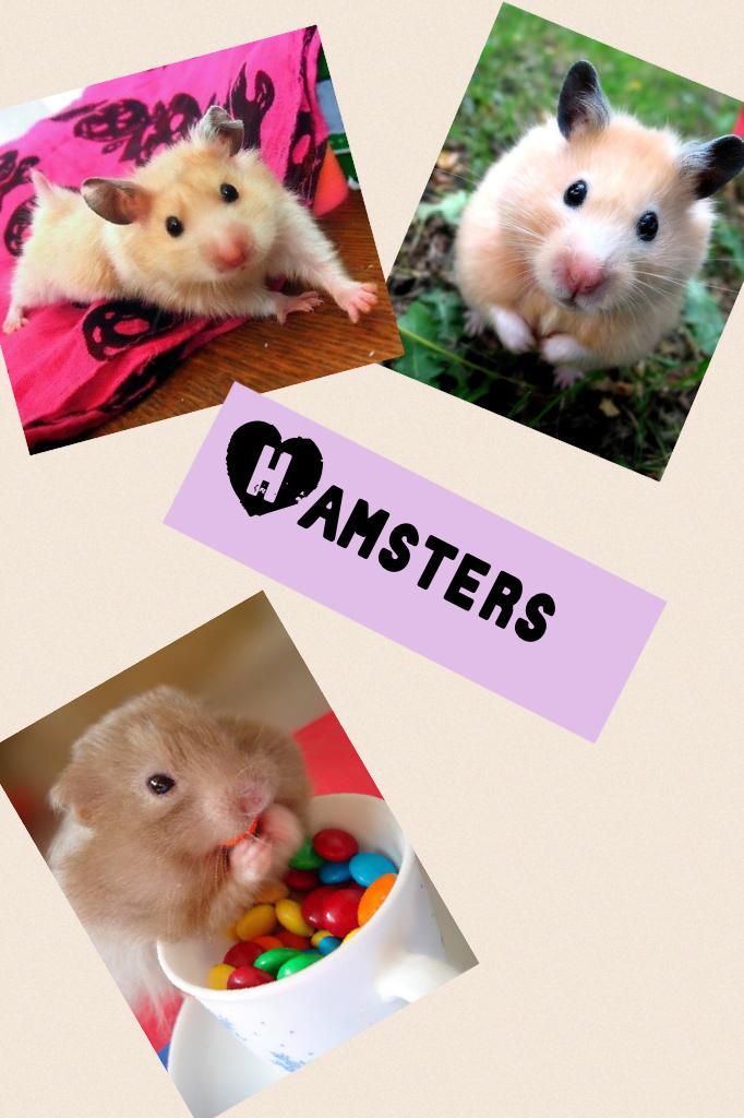 Hamsters please like it 