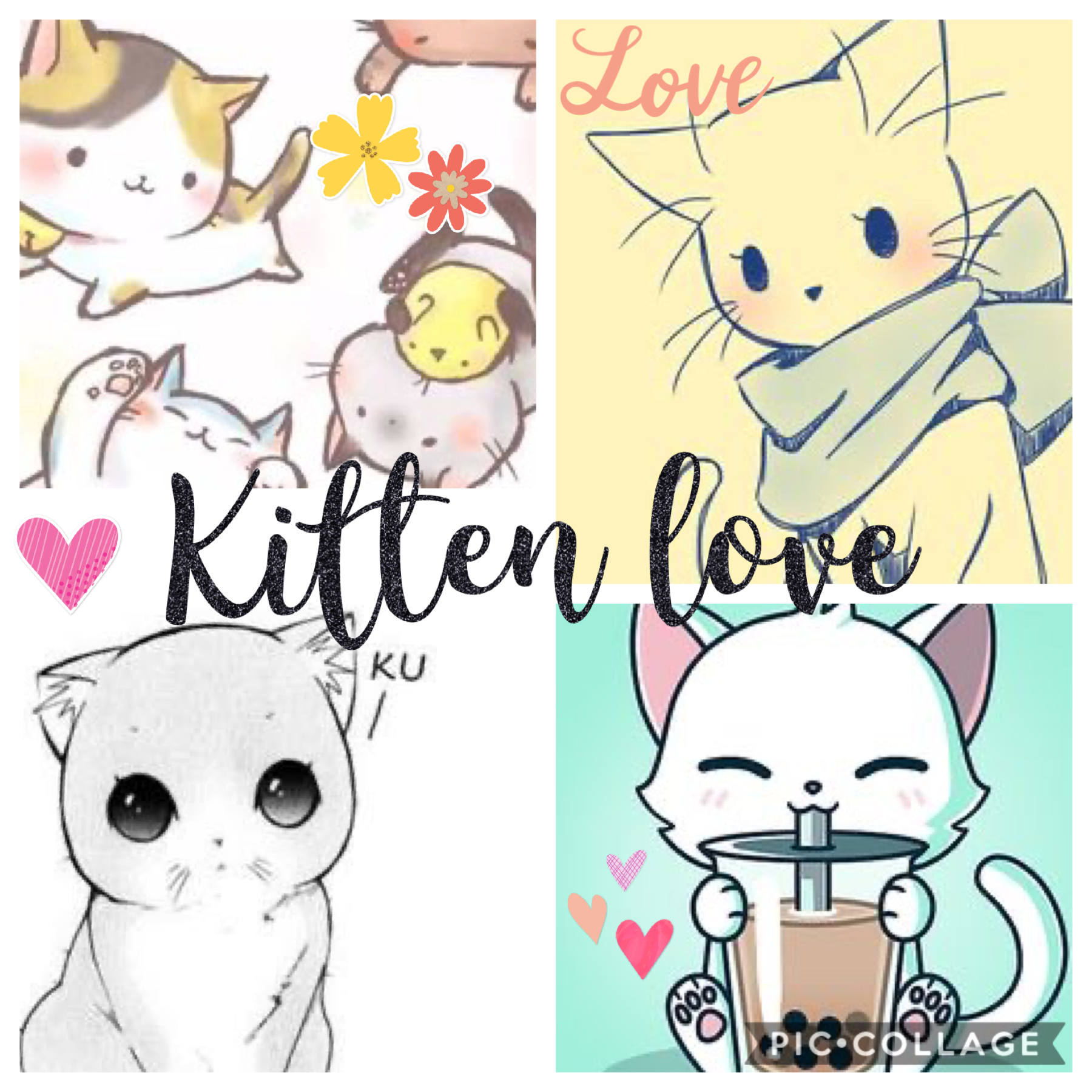 Kitten love🐱