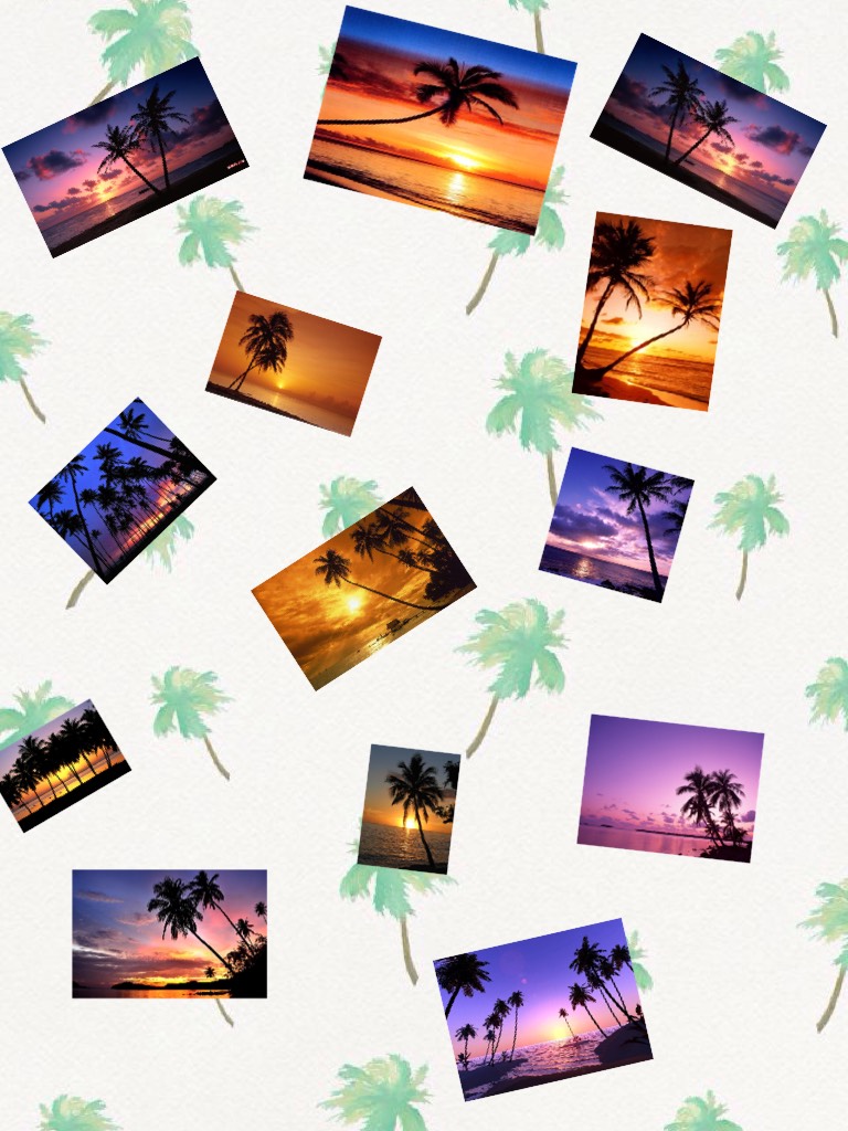 Palm trees
Sunset