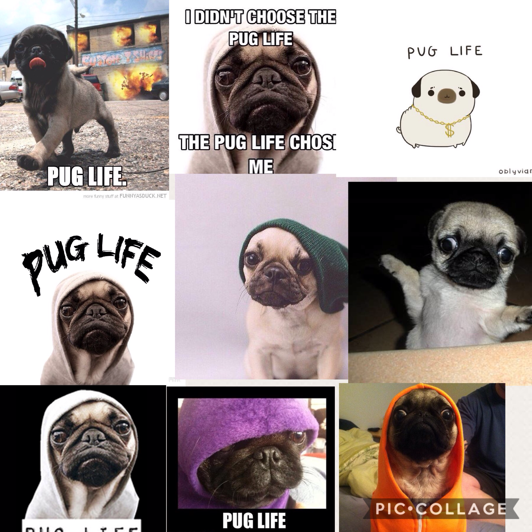 #pug life shout out to miki Maddison wardah and all my bffs😻😻😻😻😍☺️luv u all