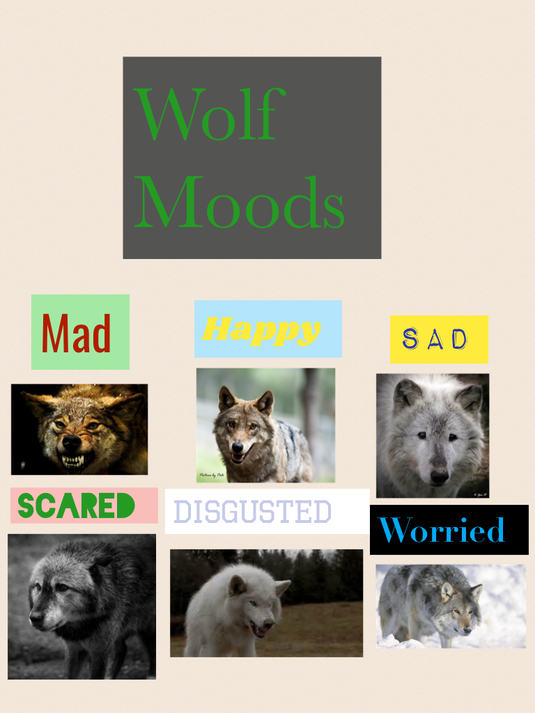 Wolf
Moods