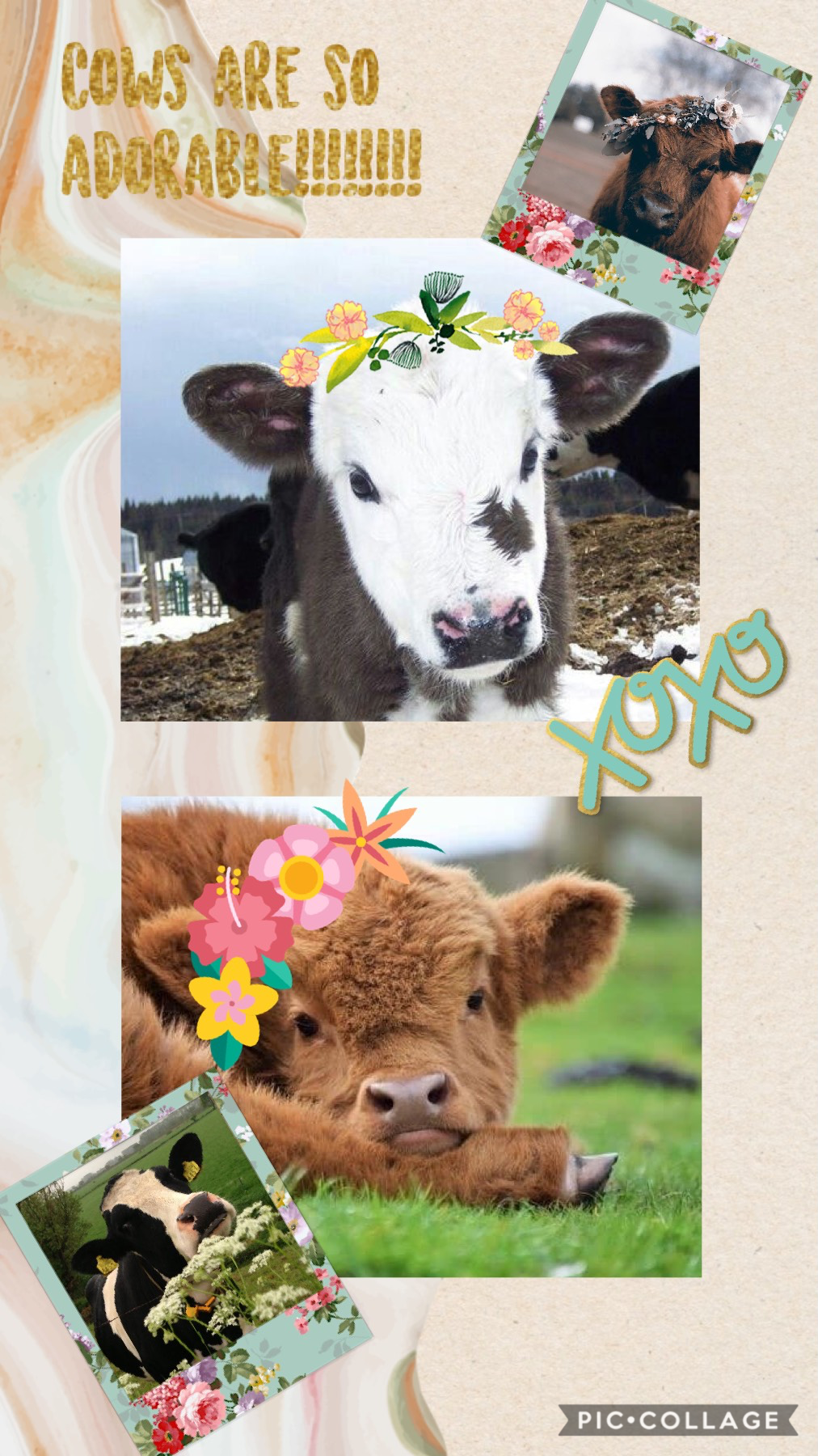 Omg I love cows they are so cute