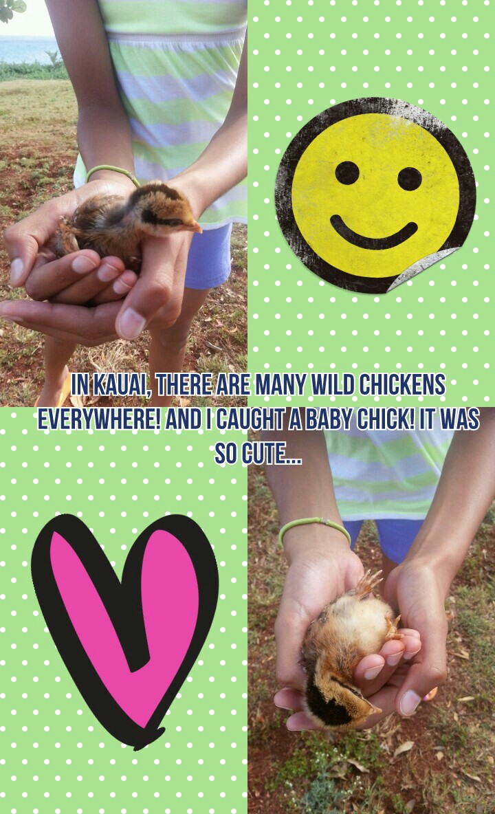 In Kauai, there are many wild chickens
everywhere! And I caught a baby chick! It was
so cute...