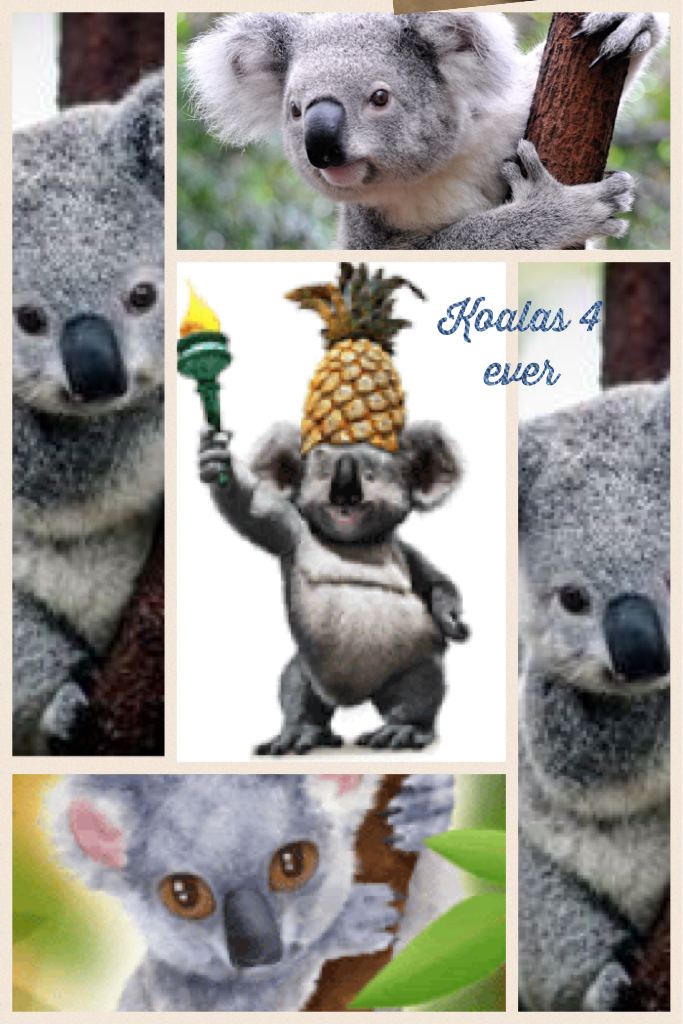 Koalas 4 ever!!🐨