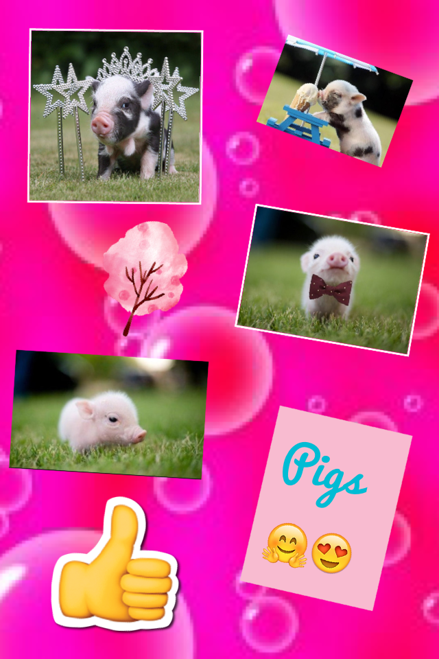 Pigs 🤗😍one of my favorite animals