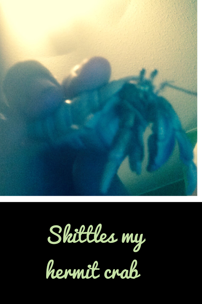 Skittles my hermit crab