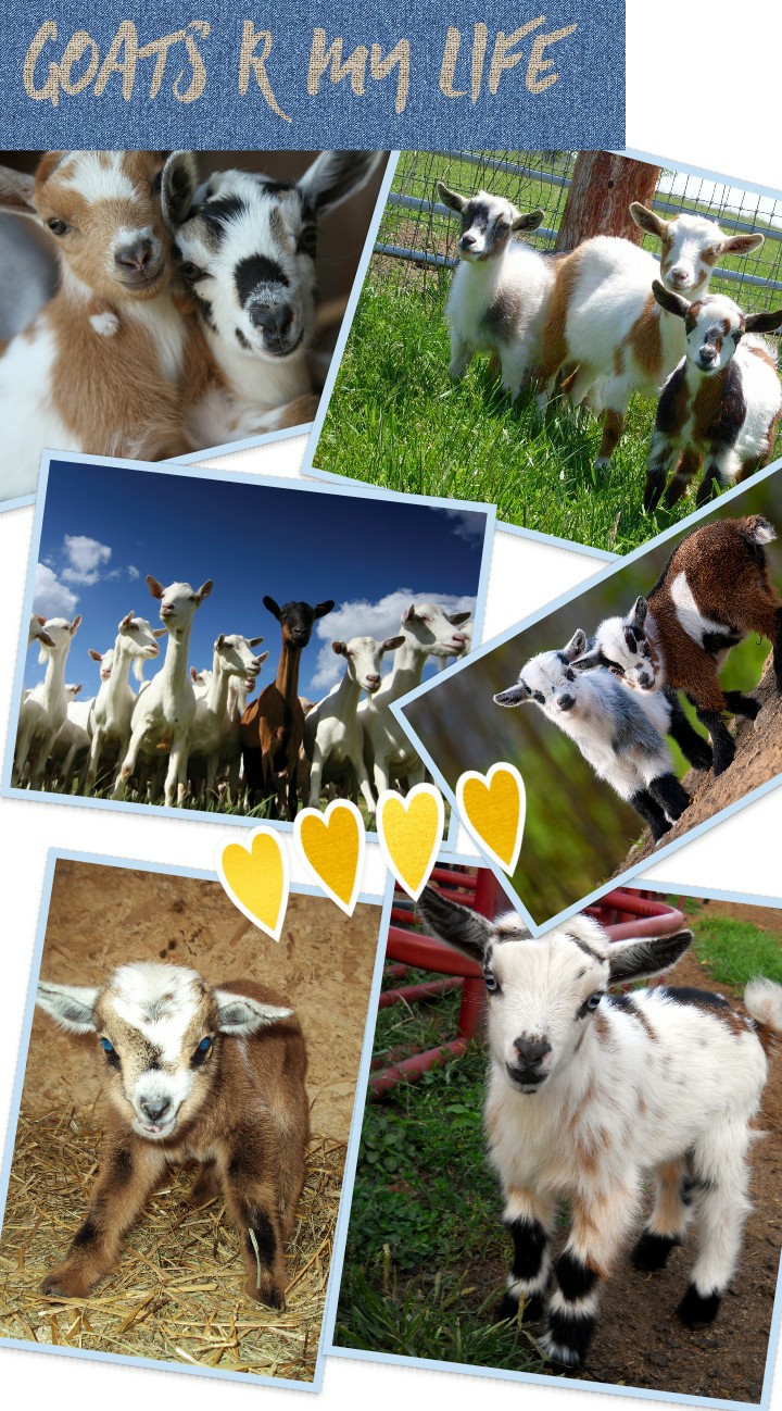 Goats r my life