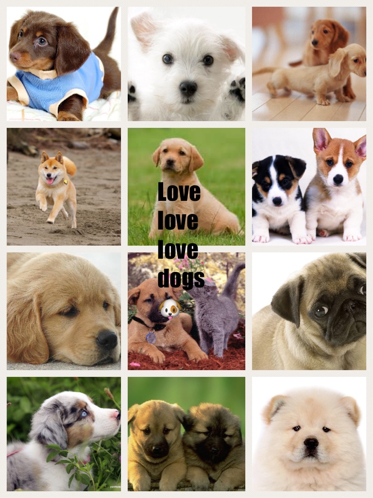 Love love love dogs 🐶 