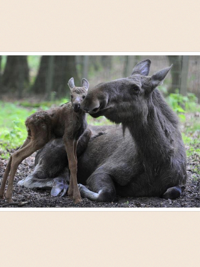 love moose