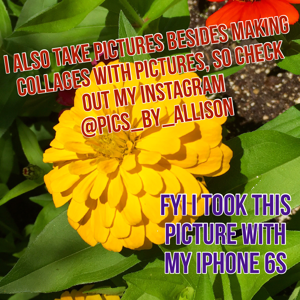 Check out my insta @pics_by_allison