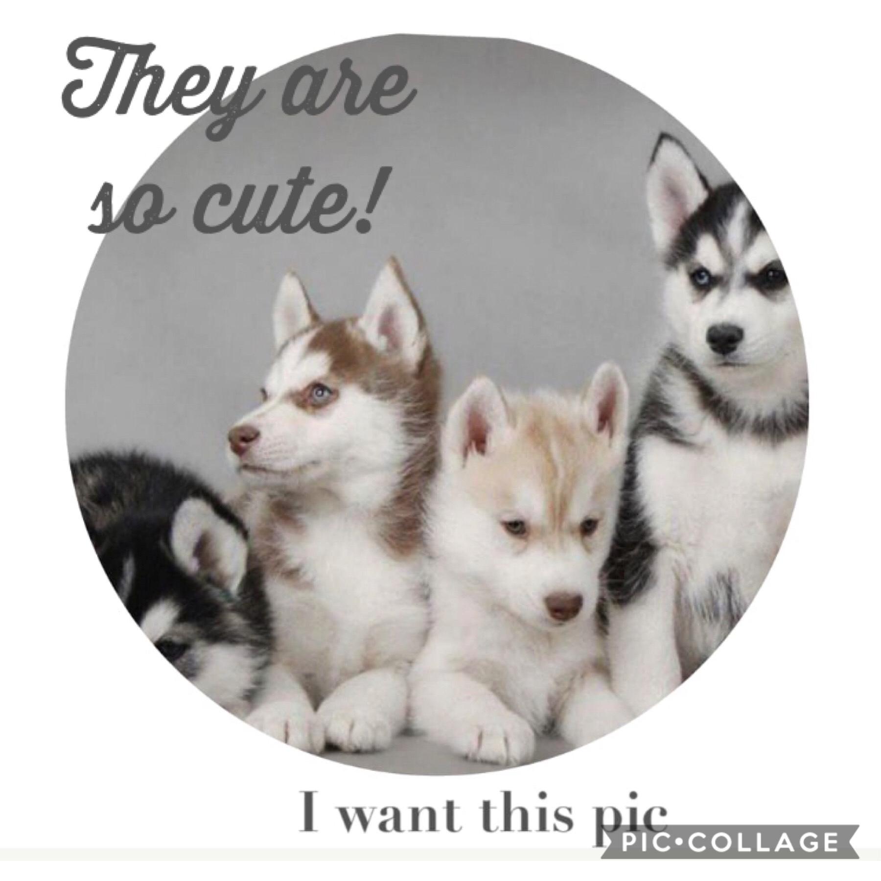 I want these 🐶💞💞