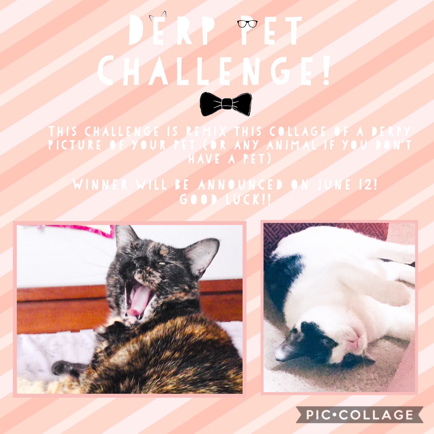 First challenge!! Please participate! Good LUCK!🐱🐶🐹