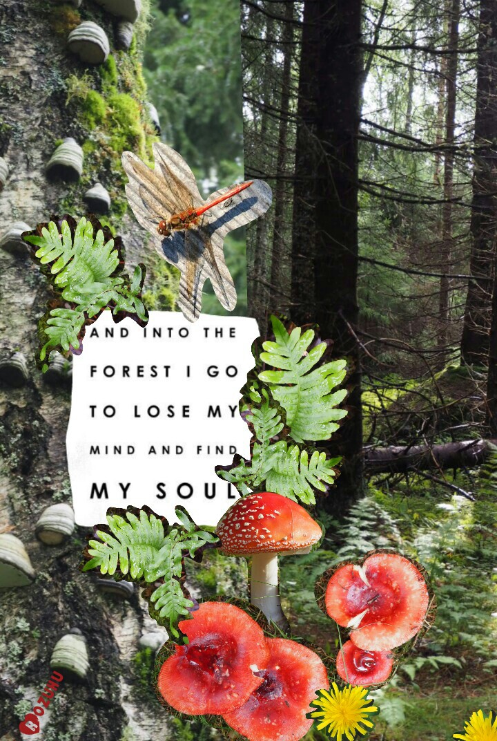 Being in the forest gives me such inner peace! 🌳🌲🌿🍂🍁🍄