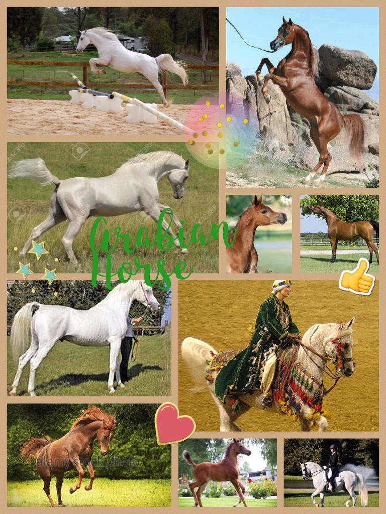 Cool Arabian Horse