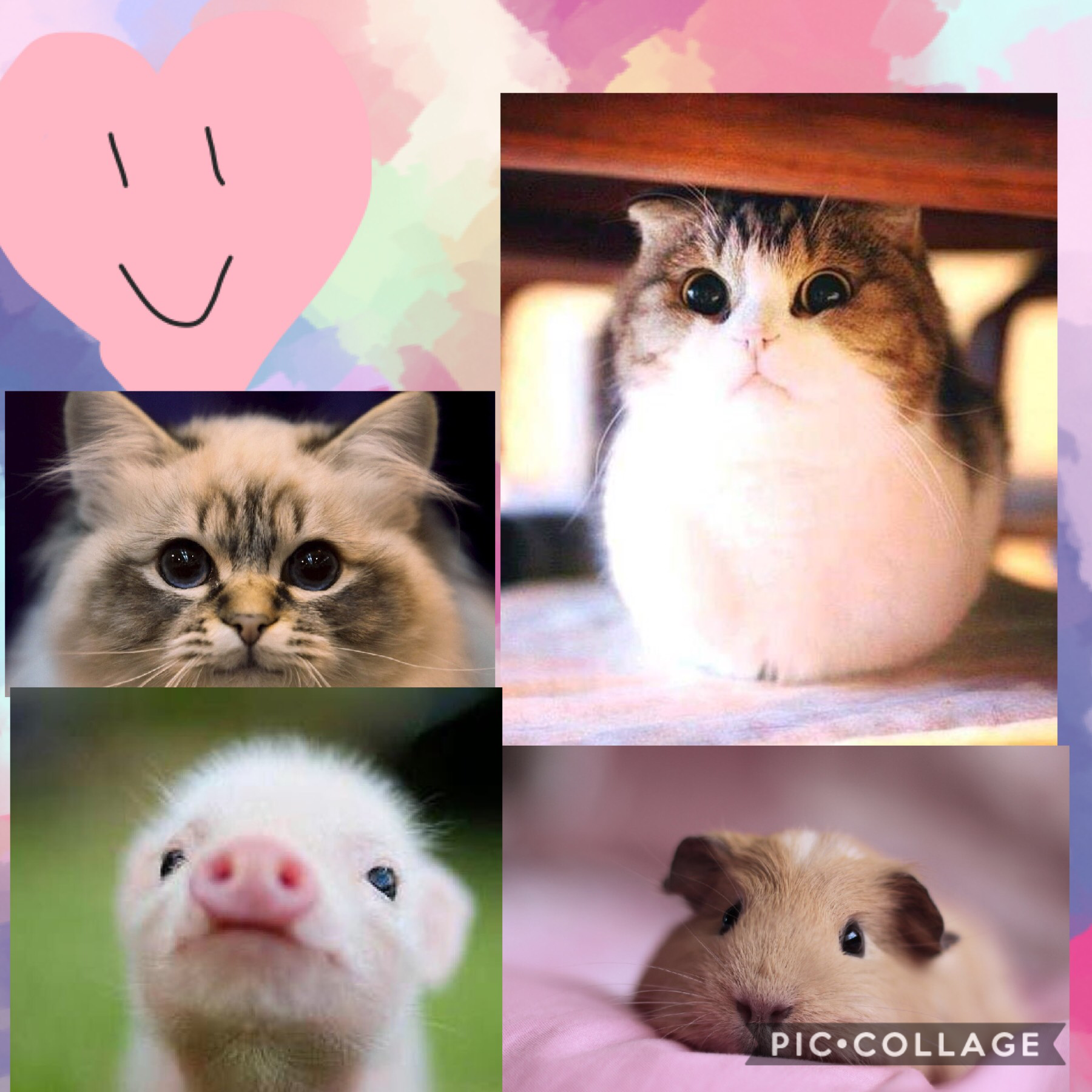 cats vs pigs vs ginny pigs 
