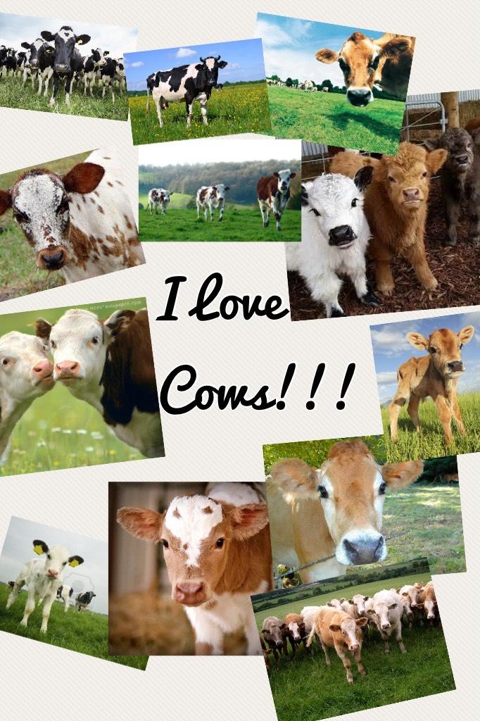 I Love Cows!!!
