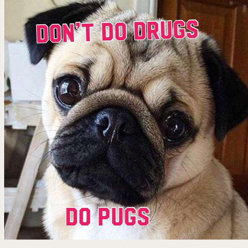 do pugs not drugs 