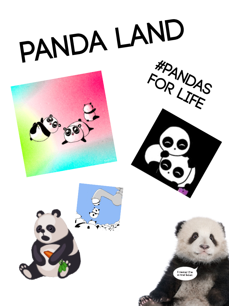 Panda Land! 🐼