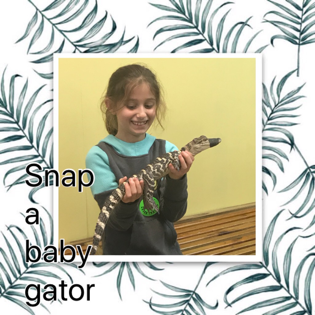 Snap a baby gator 