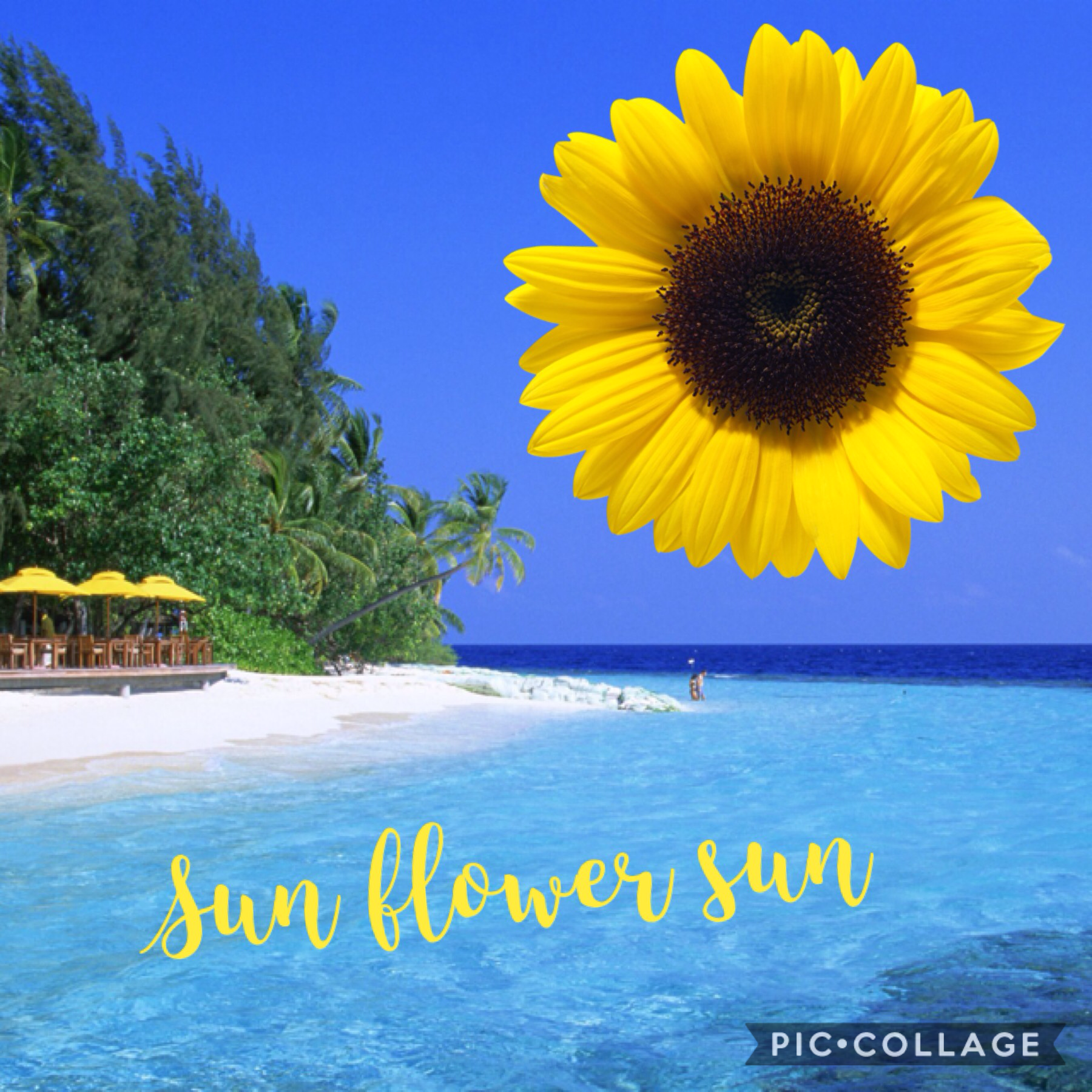 Gone to the beach imagine a sun flower as a sun⛄️imagine how much cooler I'd be in summer!!!!