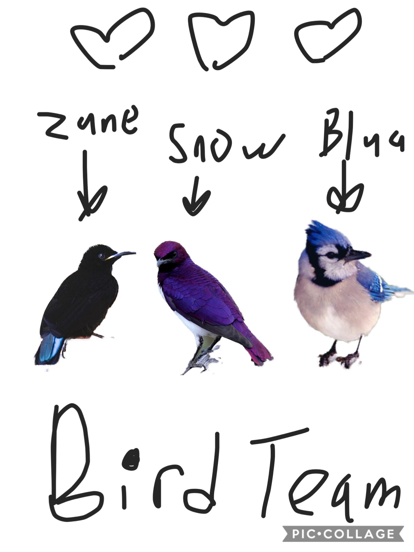 Bird Team