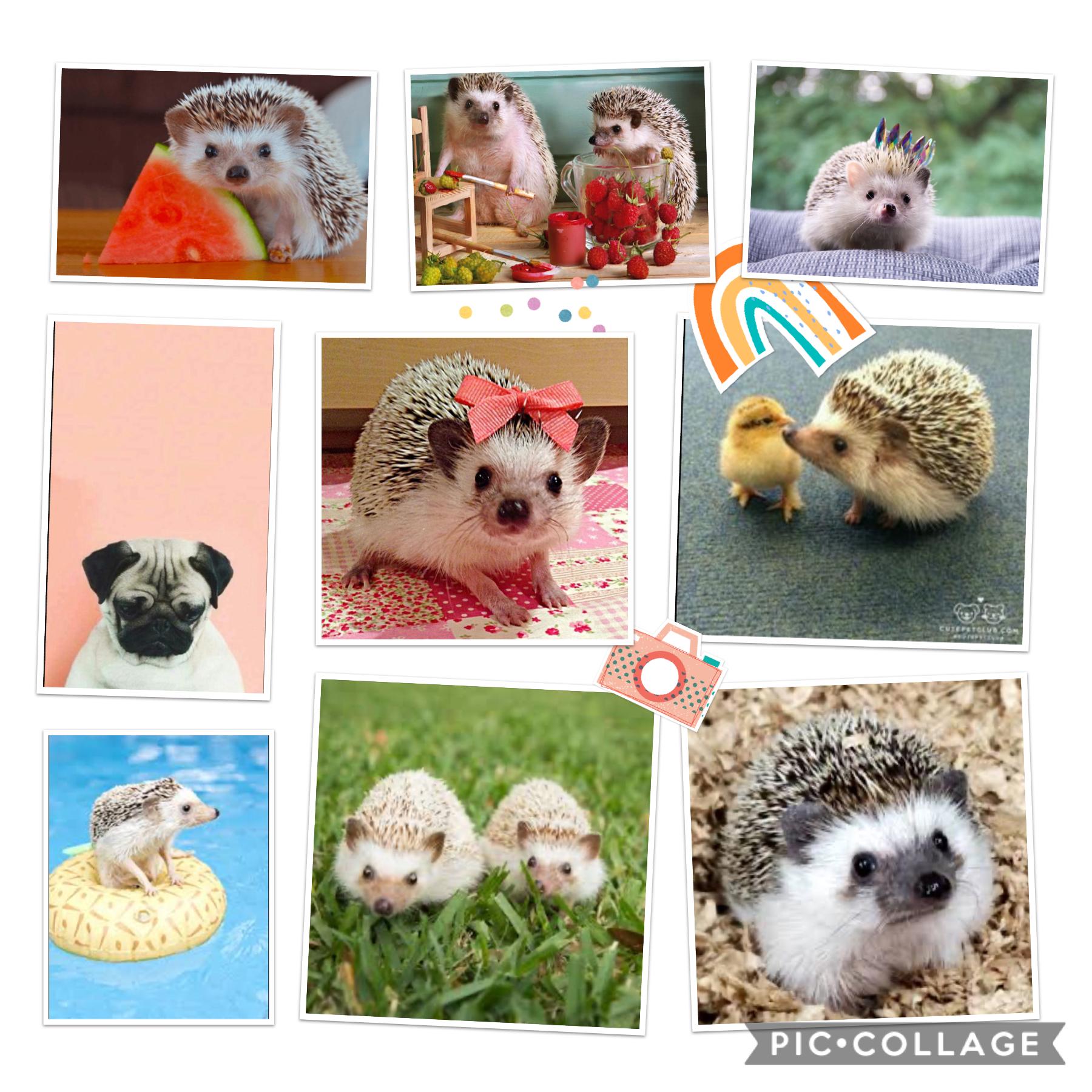 Hedgehogs are so cute!!🦋🦋
