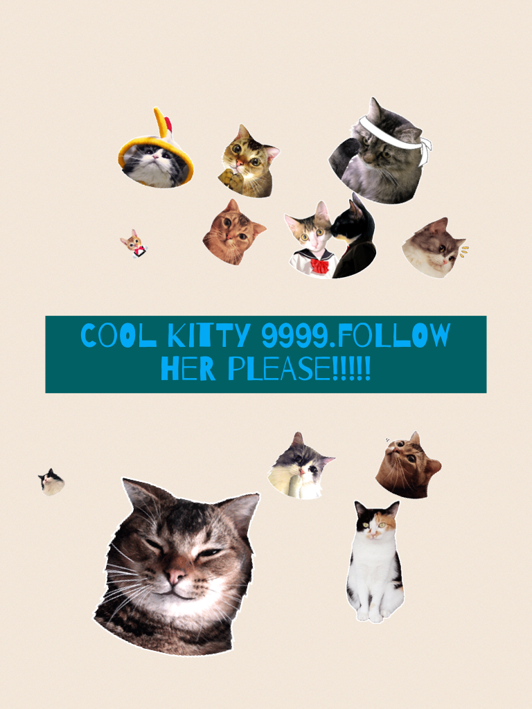 Cool kitty 9999.follow her please!!!!!