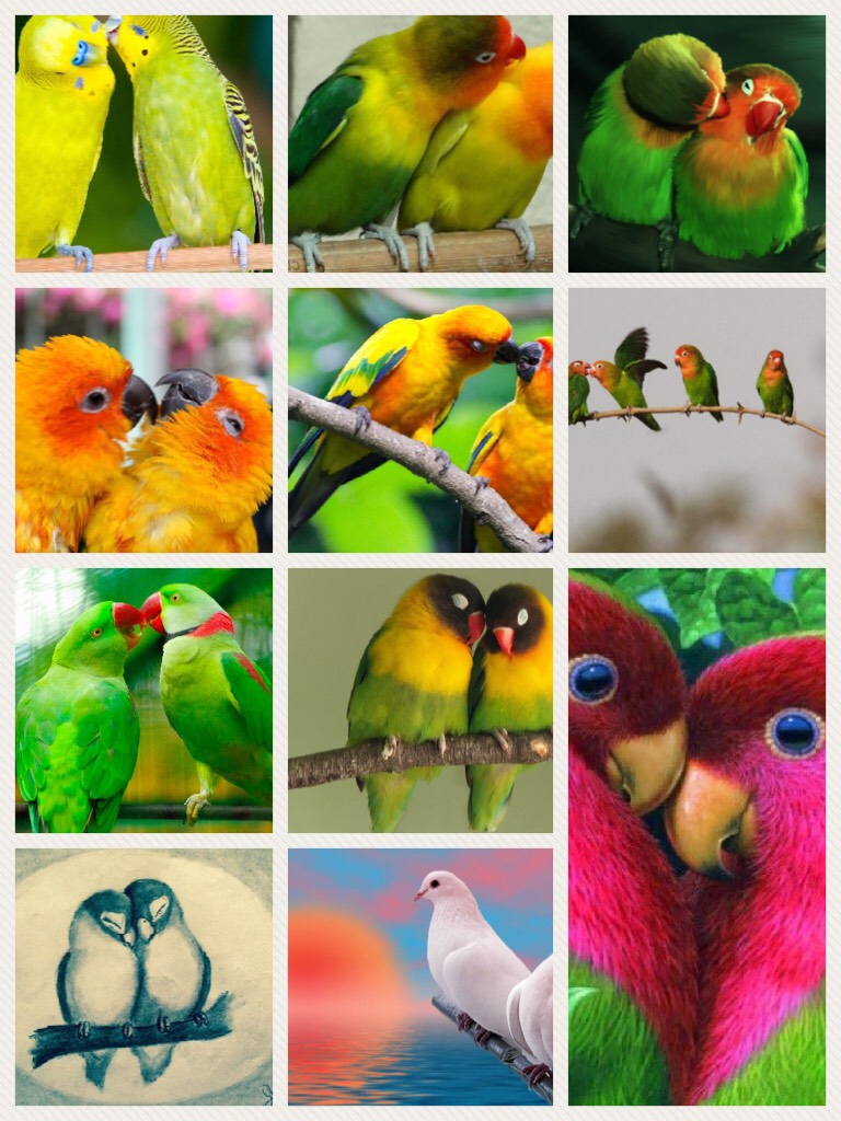 Bird love time
