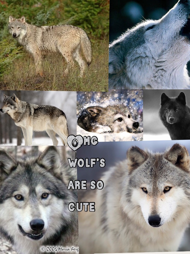 Omg wolf’s are so cute 