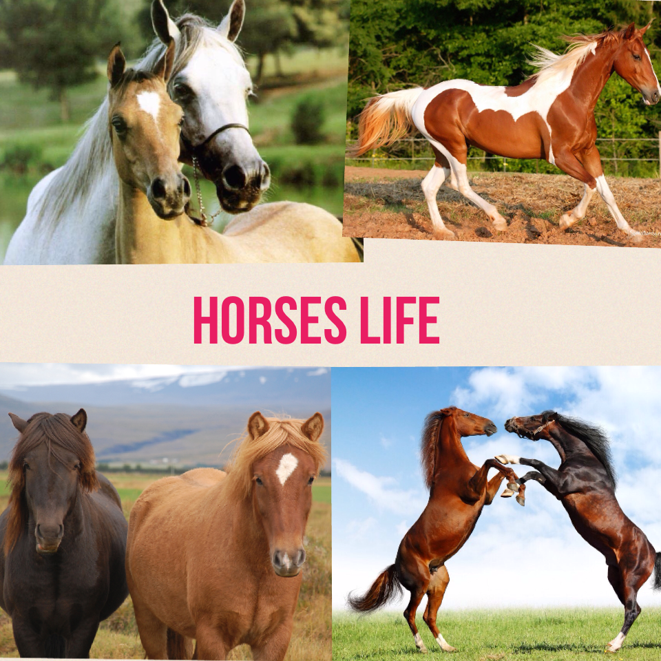 Horses life