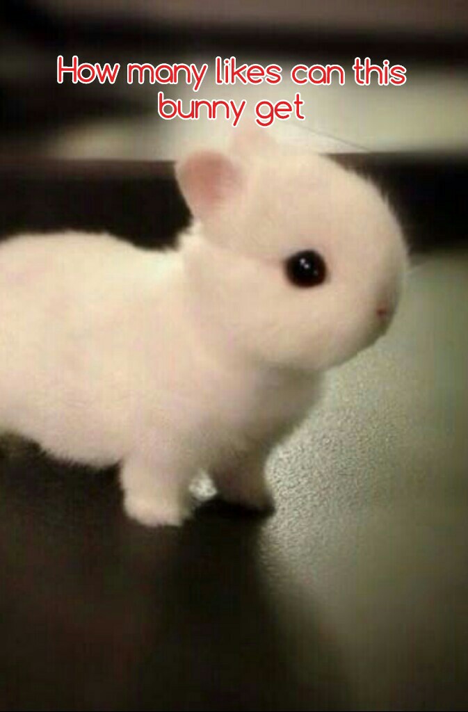 How many likes can this
bunny get