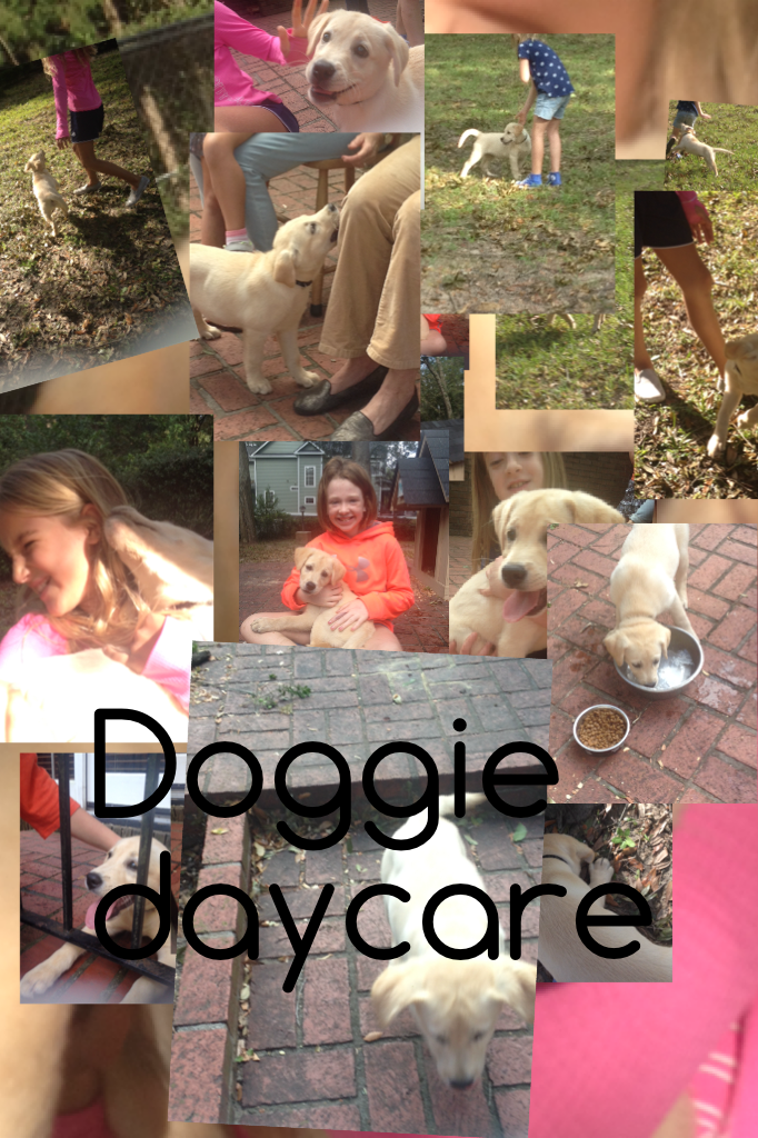 Doggie daycare 
