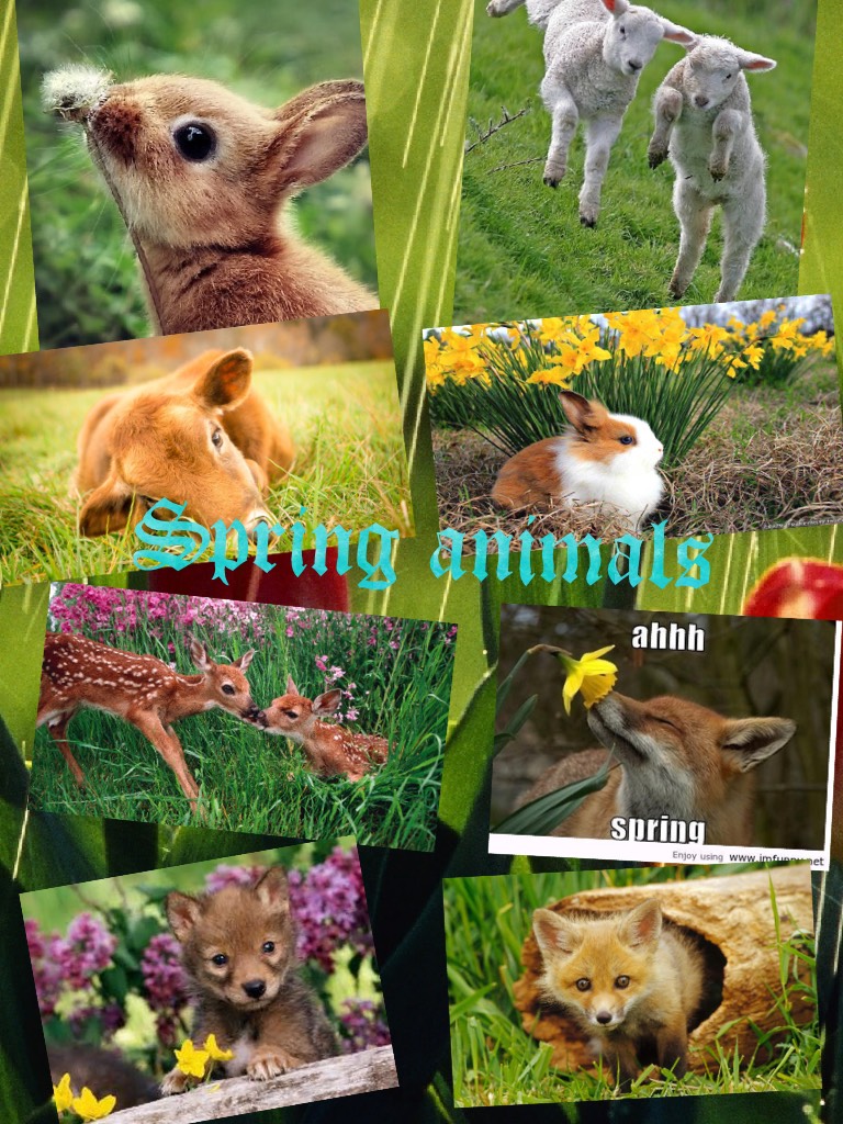 Spring animals 